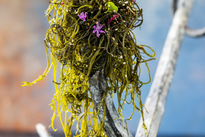 Tangplante