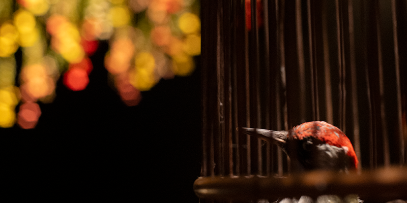 fugl og fuglebur i drømmende look - teatret gruppe 38_fotograf Andreas Iversen